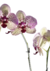 Phaleanopsis - tienda online