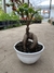 Ficus ginseng - tienda online