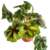 Begonia Cruz de Hierro - comprar online