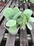 KALANCHOE THYRSIFLORA M15