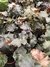 Begonia Negra M12 - comprar online