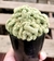 Cactus Cerebro