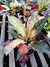Croton Monalisa - comprar online