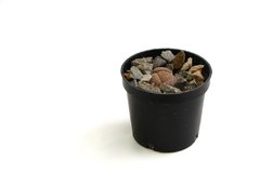 Roca viva (Lithops) Matera de 5 cm - comprar online