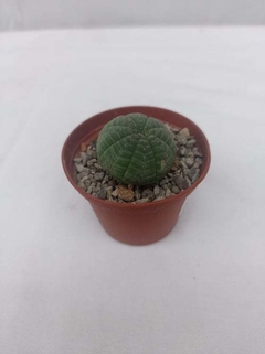 Euphorbia Obesa (Matera 5 cm) - comprar online