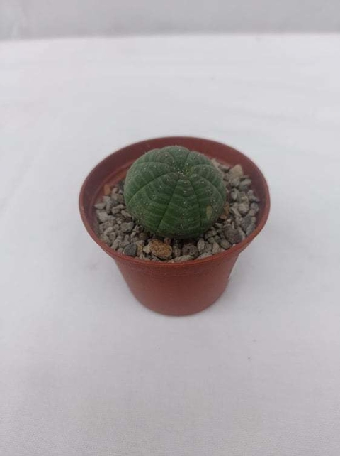 Euphorbia Obesa (Matera 5 cm)