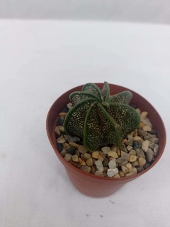 Cactus Astrophytum Capricorne (Matera 5 cm)