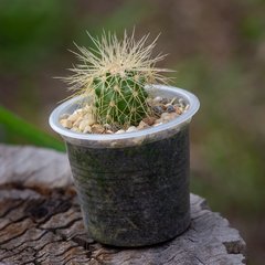 Cactus mini surtidos copa de aguardiente desechable 4.5cm (unidad) - Colina Carnívora 