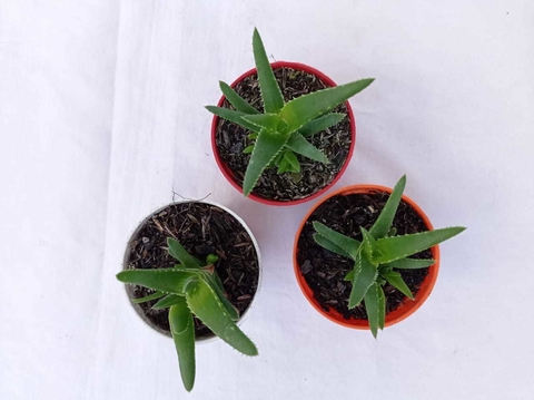 Aloe Vera Miniatura (Sábila mini) Matera de 7 cm