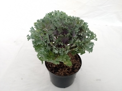 Brassica Oleracea (Kale/Repollo ornamental) Matera 14 cm