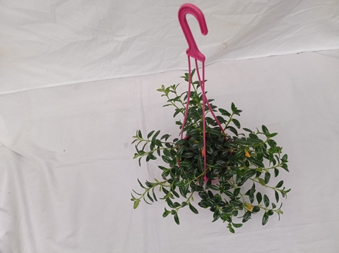 Nemantanthus gregarius (Pescadito) Canasta de 16 cm+gancho - comprar online