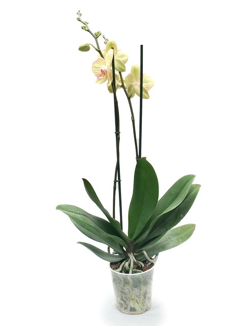 Orquídea phallaenopsis (matera transparente de 12 cm)