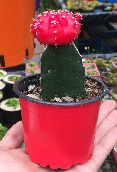Cactus coreano de colores (Injerto de Gymnocalicium) matera 8 cm