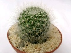 Cactus Rebutia x anthocarpa salmonae (Matera 7 cm) - Colina Carnívora 