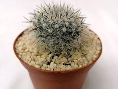 Cactus Mammillaria hahniana (matera 7 cm)