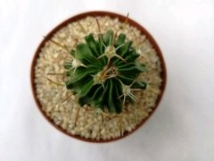 Cactus Stenocactus multicostatus - comprar online