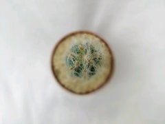 Cactus Pilosocereus glaucescens (Matera 7 cm) - comprar online