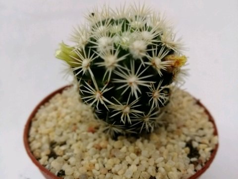 Cactus Mammillaria vetula ssp gracilis (Matera 7 cm)