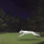 Perro rayo III en internet
