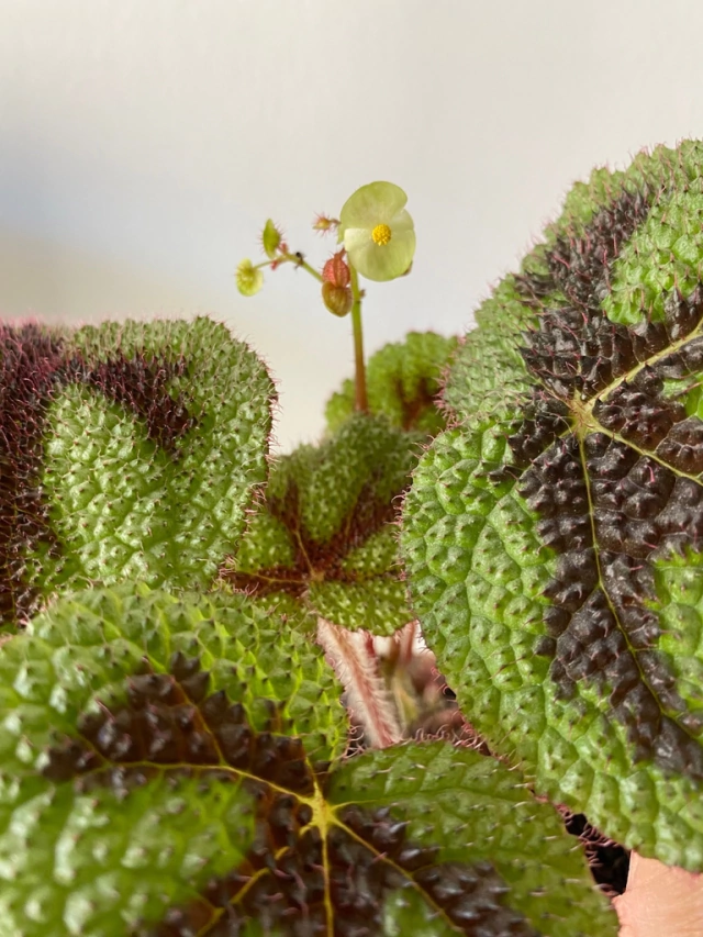 BEGONIA CRUZ DE HIERRO - Comprar en LAPIN DECO