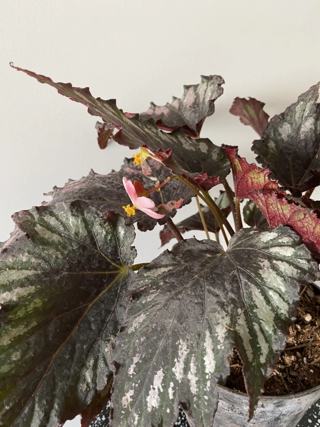 BEGONIA REX GRANDE - Comprar en LAPIN DECO