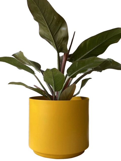MACETA DE ALUMINIO 26CM AMARILLO + PLATO - comprar online