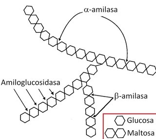 Enzima Amiloglucosidasa x 30ML - Central Bier