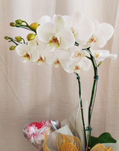 Orquídea Branca na internet