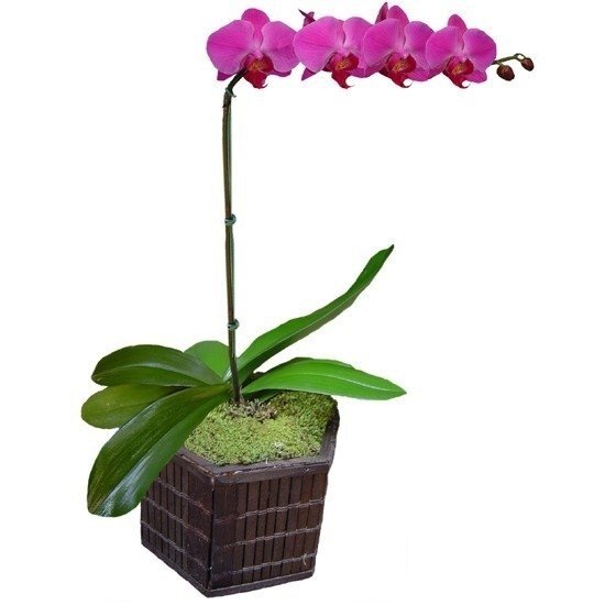 Orquídea Rosa Pink - Floricultura Flores da Ilha