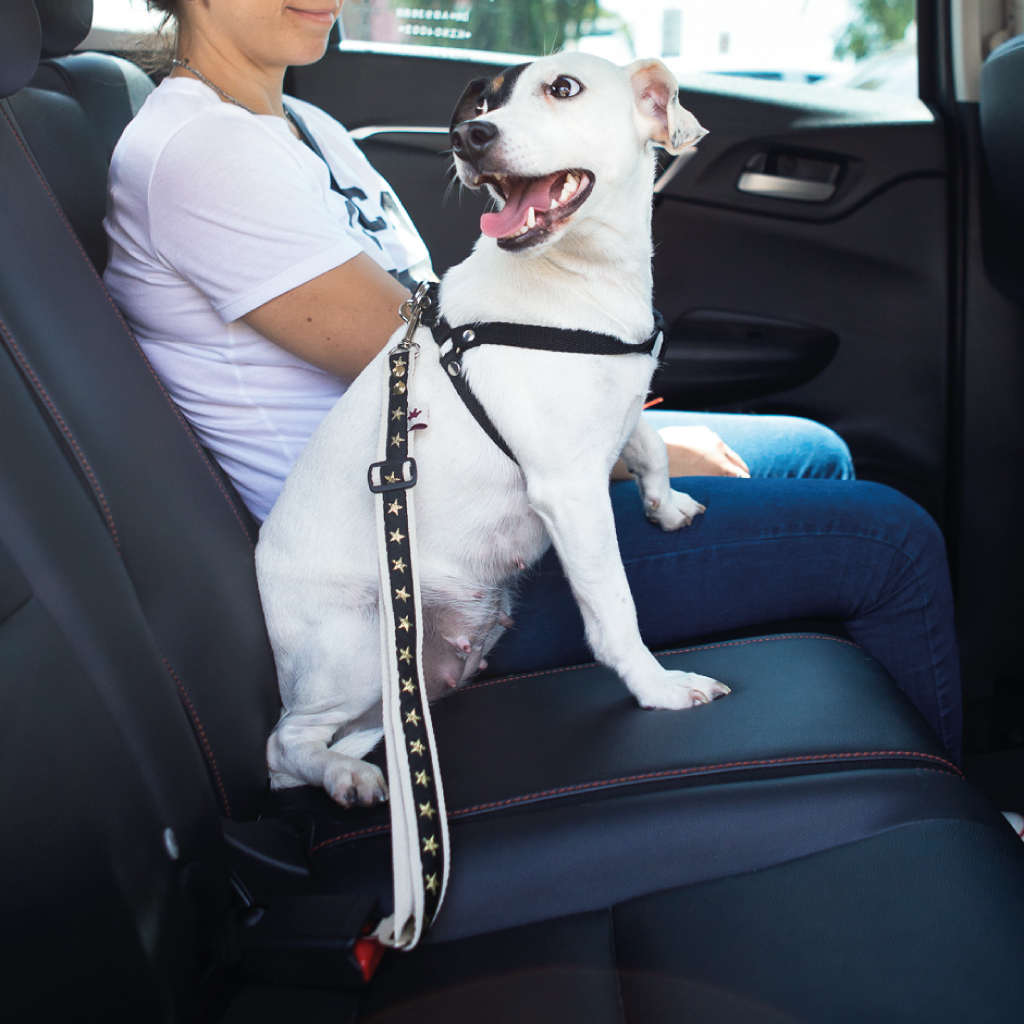 Cinturón de Seguridad para perros - Reyes & Reinas