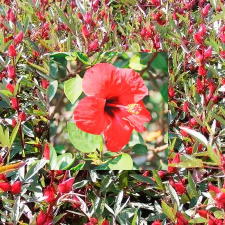 Té de Hibisco, Rosella o Flor de Jamaica x 30 gs. Ivu