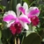 Orquídea Lc. Remo Prado Clow - Tam. 2 - comprar online