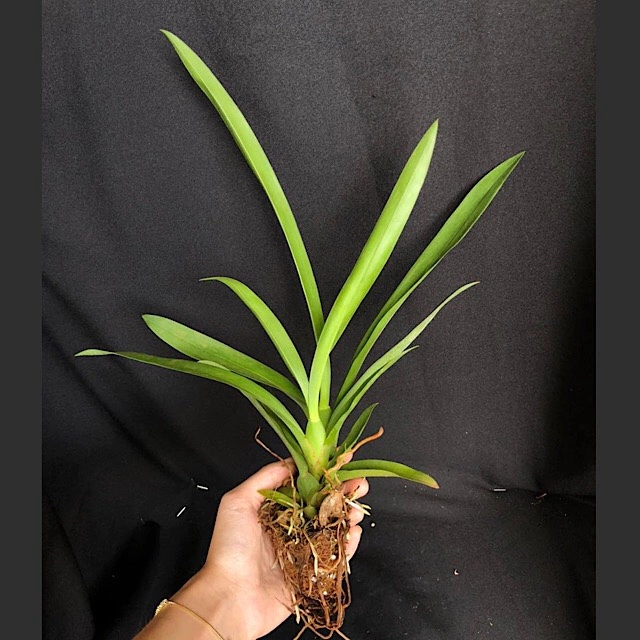 Orquídea Brassia Rex planta exótica - Tam. 3