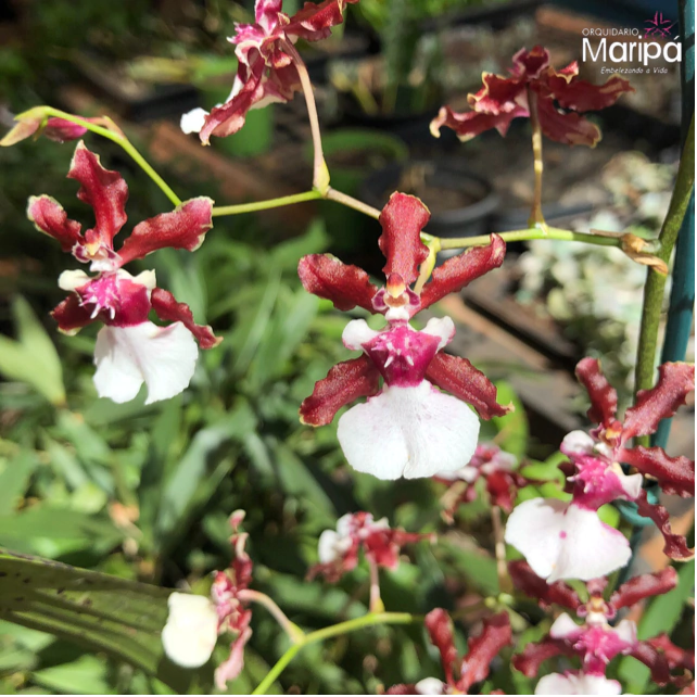 Orquídea Oncidium Sharry Baby cheiro de chocolate- Pré adulta