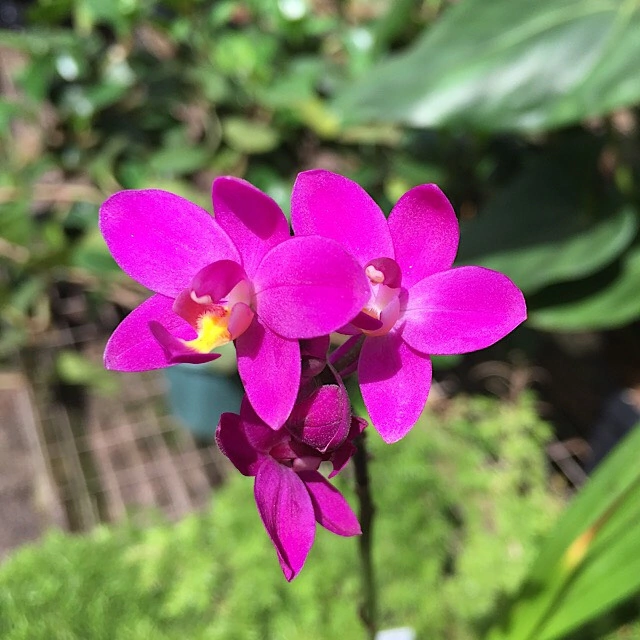 Orquídea Spathoglottis Unguiculata (Grapete) - Pré adulta