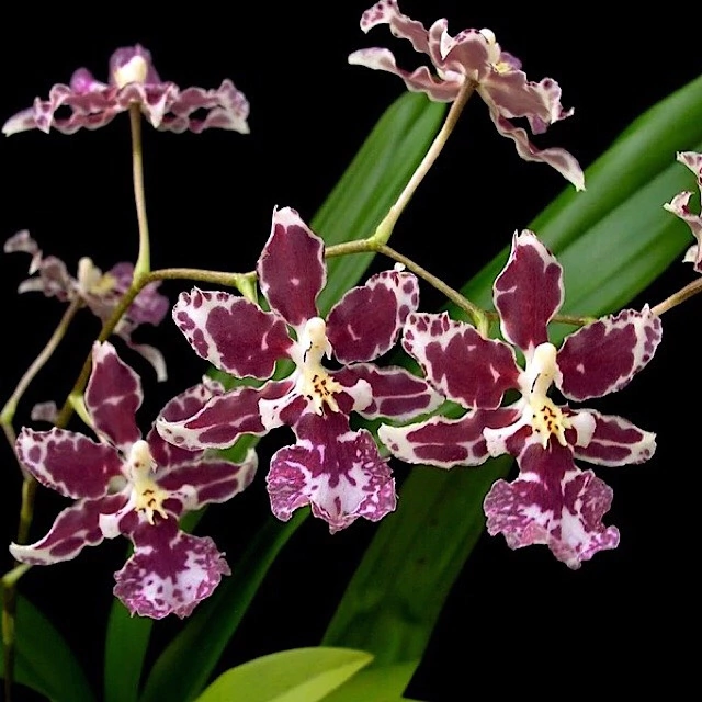 Orquídea Oncidium Boso Sweet - Tam.2