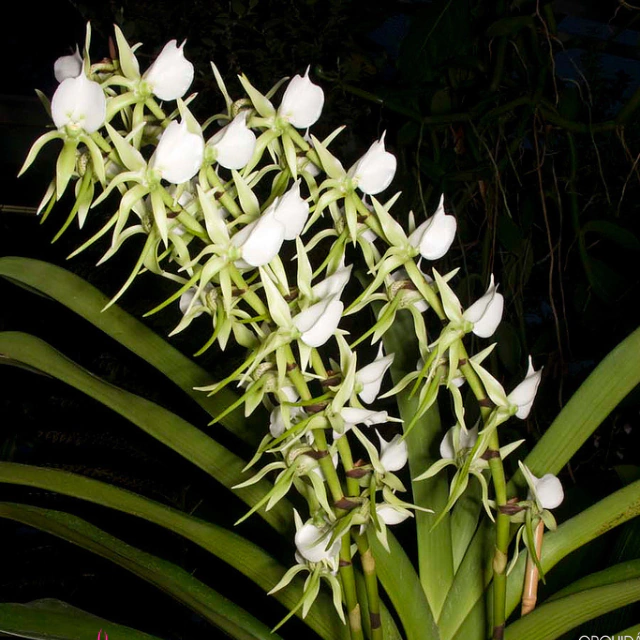 Topo 65+ Imagem Orquídea Angraecum Eburneum - Br.thptnganamst.edu.vn