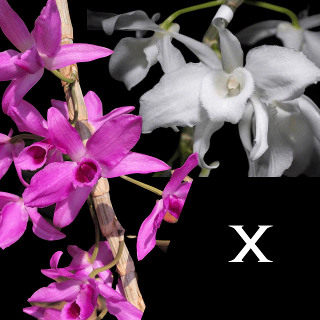 Orquídea Dendrobium Anosmum Híbrido - Tam.2