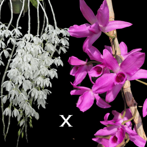 Orquídea Dendrobium Anosmum Híbrido - Pré Adulta