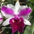 Orquídea Lc. Remo Prado Clow Pré-adulta na internet