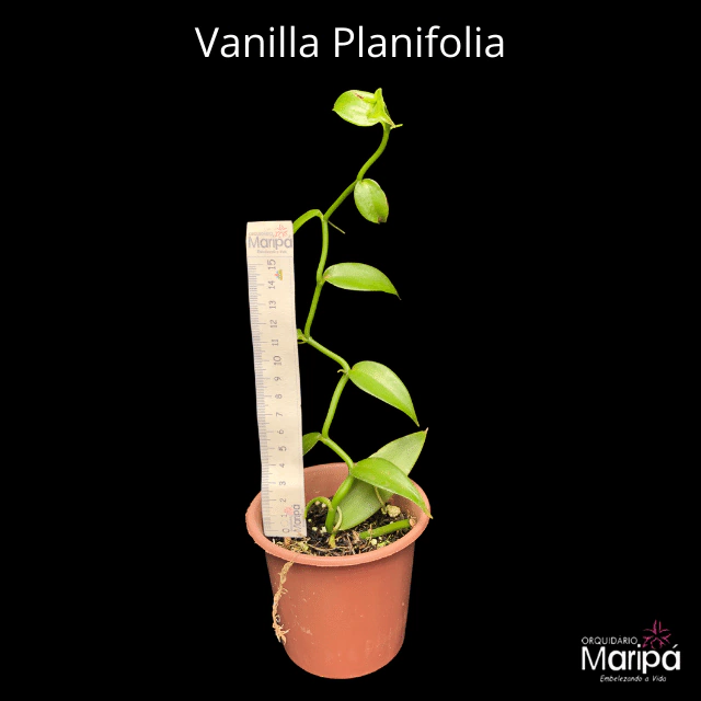 Orquídea Vanilla Planifolia (Baunilha) - Tam.3