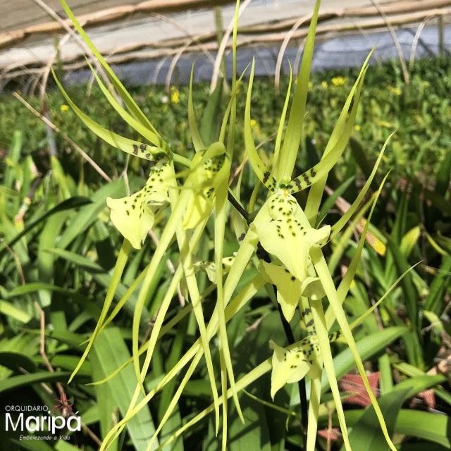 Orquídea Brassia Rex planta exótica- Adulta