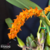 Bulbophyllum Elassonotum Tam.3