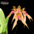 Bulbophyllum ( Louis Sander x Gutulatum) - Tam. 3
