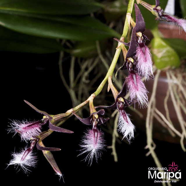Bulbophyllum Saltatorium -Adulta (mini Orquidea)