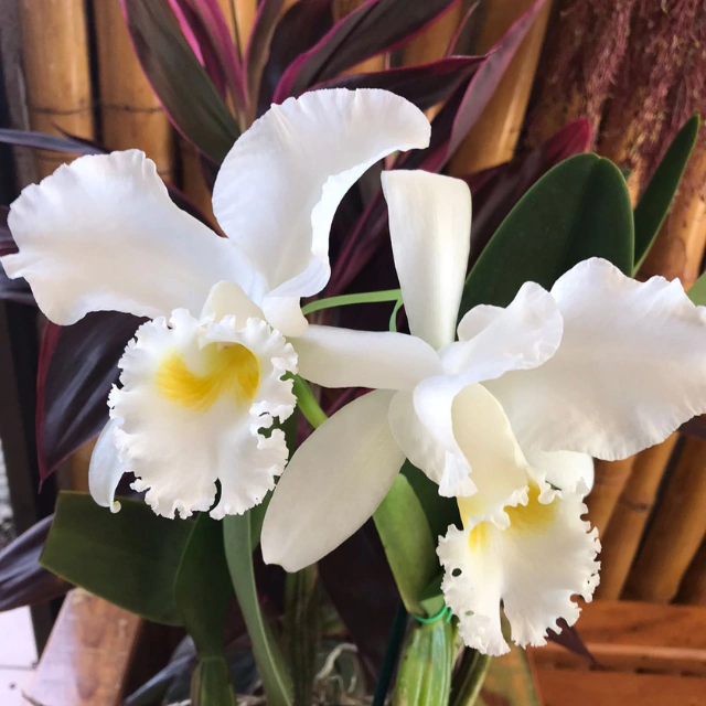 Orquídea C.Nobile´s Virgin X C.Virginia Ruiz X C. Floralow- Planta Adulta