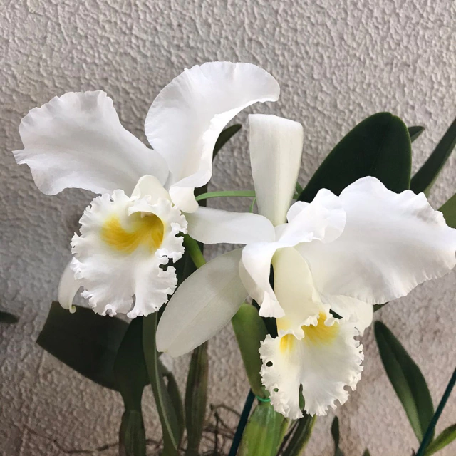 Orquídea C.Nobile´s Virgin X C.Virginia Ruiz X C. Floralow- Planta Adulta
