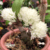Dendrobium Purpureum Albo orquidea exótica bola de flores - Tam.2 - loja online