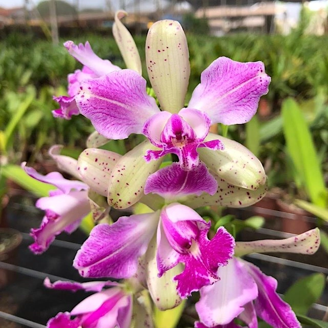 Orquídea C. Penny Kuroda X C. Pão de Açucar Pré-adulta