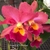 Orquídea Blc. Suzuki´s Treasure #13 cattleya flor grande - Pré-Adulta - comprar online